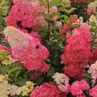 Гортензия-Hortensia-Hydrangea