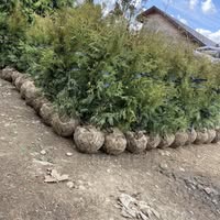 Продаж декоративних рослин