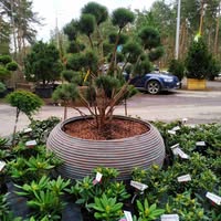 Azurgrow