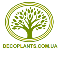 decoplants.com.ua