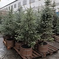 Новорічні ялинки в озелененні Києва