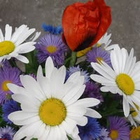 Садові квіти