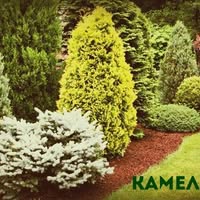 Камелія