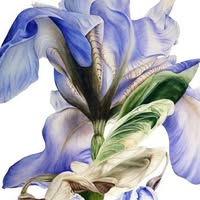 Marie Burke Art