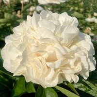 Warmerdam Paeonia B.V.