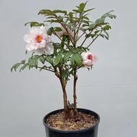 peony.com.ua