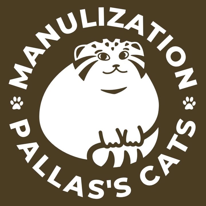 Manulization - Pallas's cats