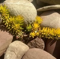 Sedum Lviv