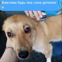 Світлана Баришевська