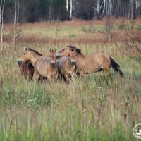Чорнобильський Радіаційно-екологічний Біосферний Заповідник